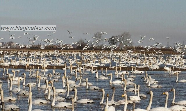 قوهای وحشی که پس از طی هزاران کیلومتر مهاجرت، به سرخرود و دریا و تالاب آن رسیده اند